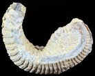 Cretaceous Fossil Oyster (Rastellum) - Madagascar #49888-1